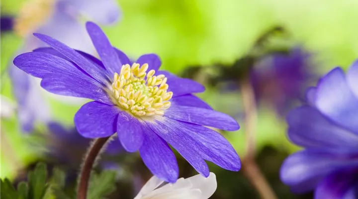 Anemonen im Topf bringen Farbenfreude auf den Balkon