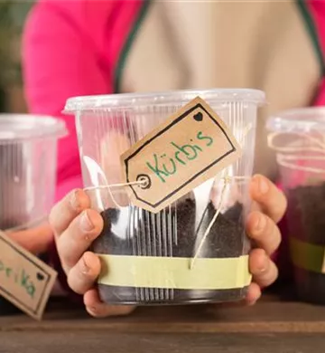 Mini-Gew&#228;chshaus – mit Plastik etwas Gutes tun