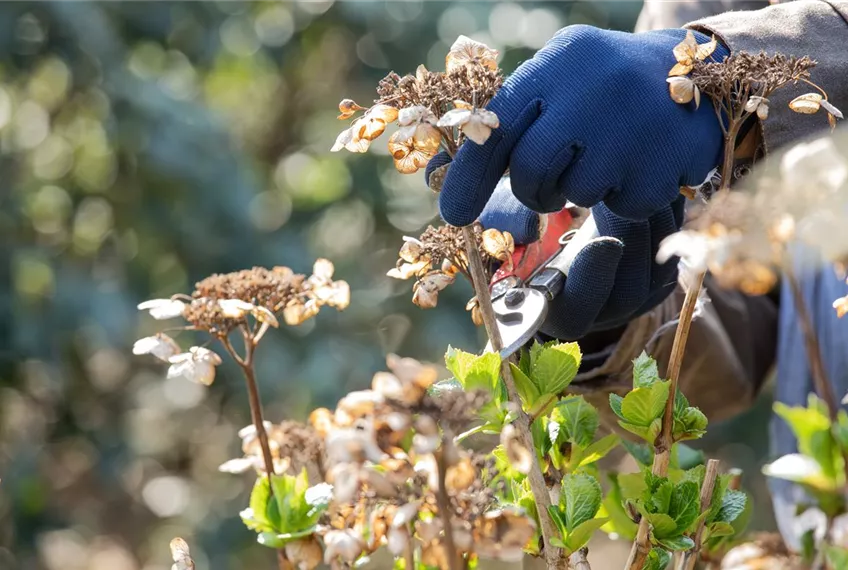 Alte Blütenstände machen Platz für neue Blüten