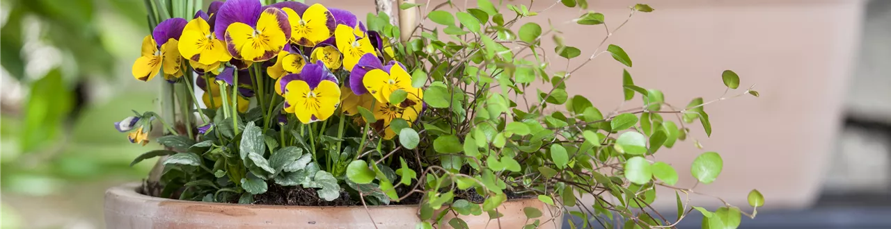 Blumenzwiebeln – einpflanzen in ein Gefäß