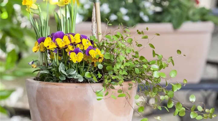 Blumenzwiebeln – einpflanzen in ein Gefäß