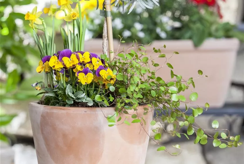 Blumenzwiebeln – einpflanzen in ein Gefäß