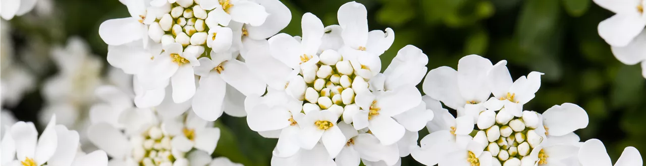 Die immergrüne Schleifenblume – Farbe garantiert