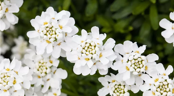 Die immergrüne Schleifenblume – Farbe garantiert
