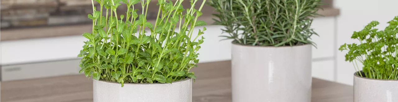 Besondere Kräuter mit ganz besonderen Aromen