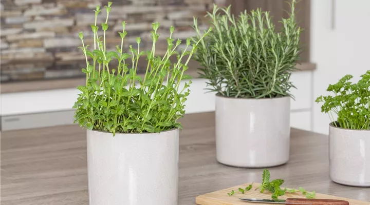 Besondere Kräuter mit ganz besonderen Aromen