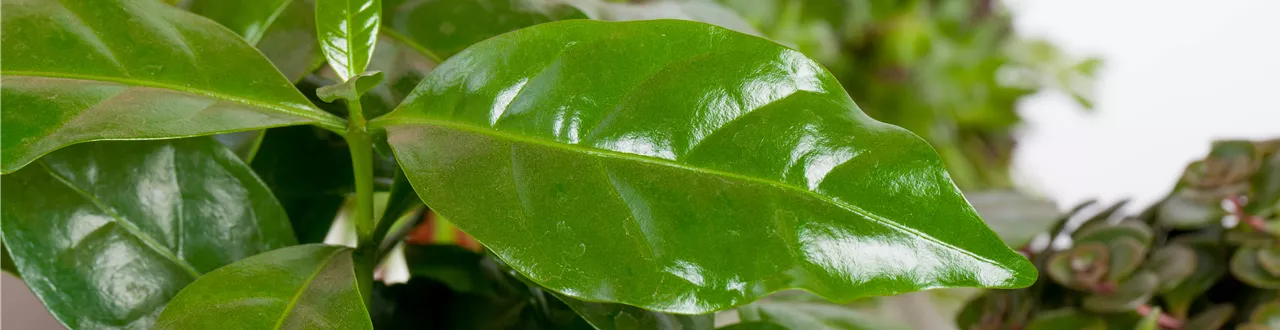 Eigener Kaffee aus dem Garten – das ist möglich