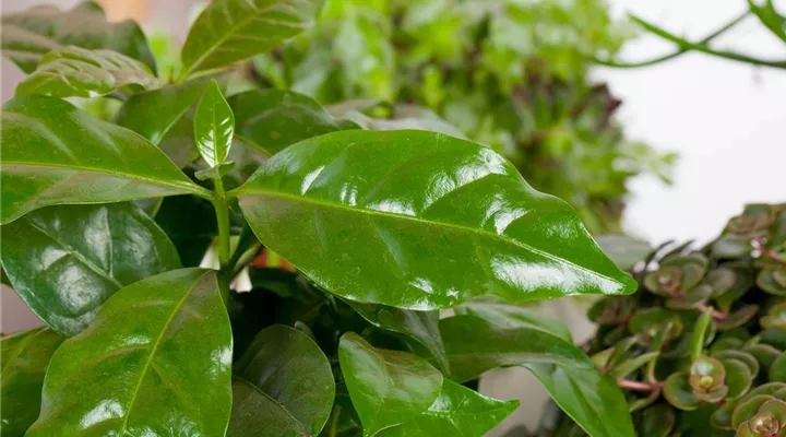 Eigener Kaffee aus dem Garten – das ist möglich