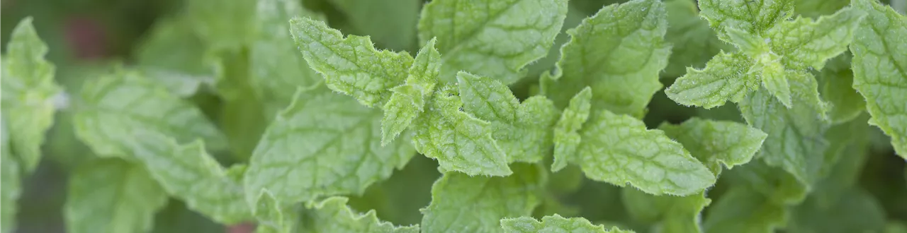 Die Erdbeer-Minze: zarte Pflanze, viel Aroma