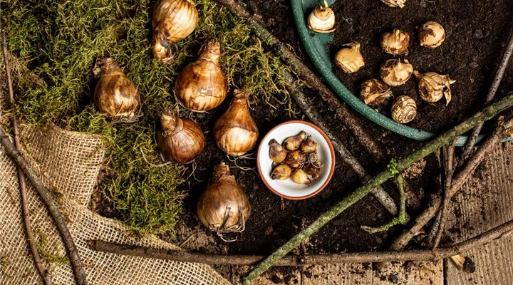 Ab in die Kiste – Blumenzwiebeln und Knollen einlagern