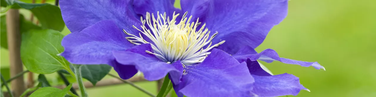 Clematis – die robuste Kletterpflanze im Garten