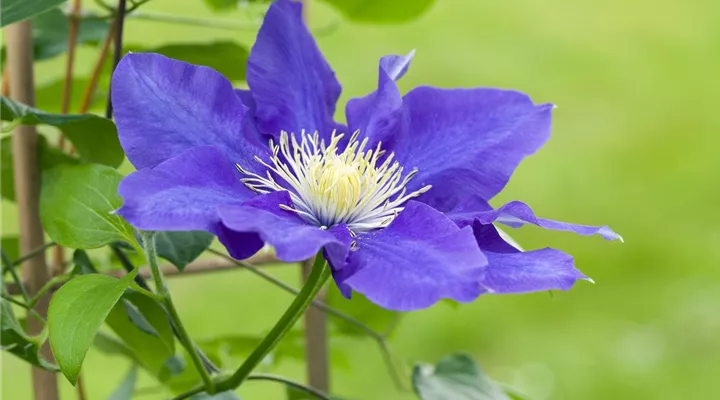 Clematis – die robuste Kletterpflanze im Garten