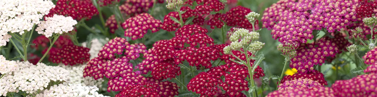 Das Blumenbeet – ein Hingucker in Rot und Rosa