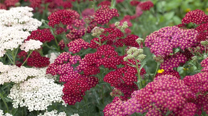 Das Blumenbeet – ein Hingucker in Rot und Rosa