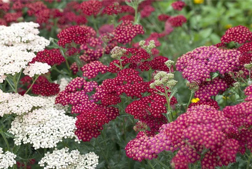 Das Blumenbeet – ein Hingucker in Rot und Rosa
