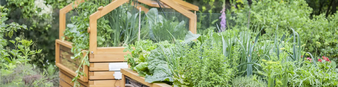 Das Hochbeet - Entlastung und frühe Ernte