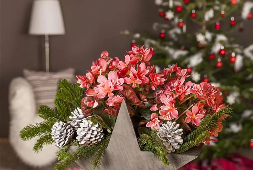 Advent - mit schönen Ideen durch die Vorweihnachtszeit