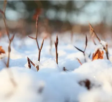 Den Garten winterfest machen