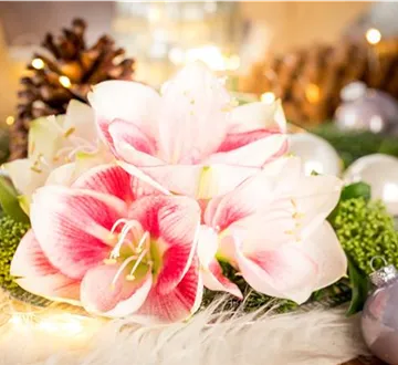 Amaryllis – weihnachtlicher Blütentraum