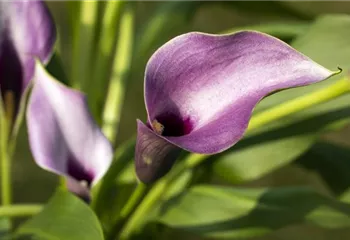 Frostempfindliche Schönheit: Calla überwintern