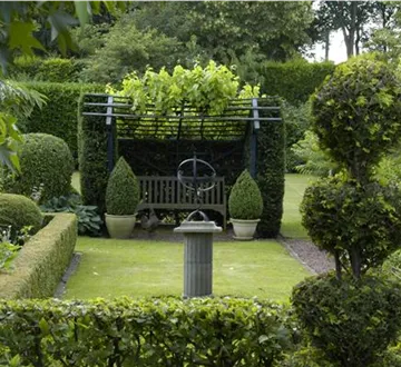 Auf die Form gekommen – Formgehölze im Garten