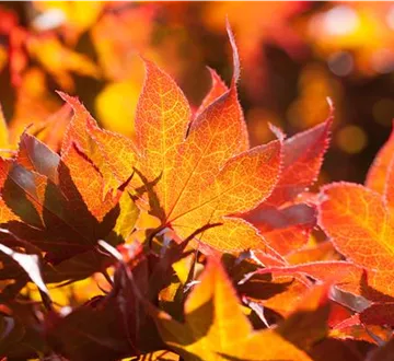Der herbstliche Garten schön in Form