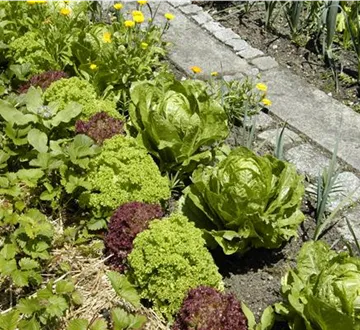 Der Gemüsegarten – weder spießig noch langweilig