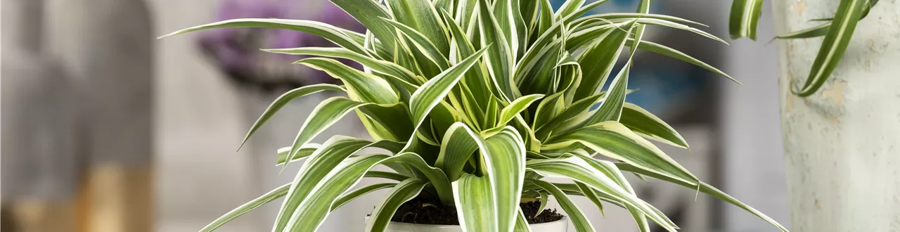 Das Genie unter den Zimmerpflanzen – die Grünlilie