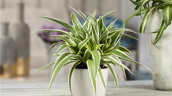 Das Genie unter den Zimmerpflanzen – die Grünlilie