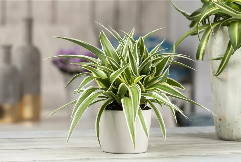 Das Genie unter den Zimmerpflanzen – die Grünlilie