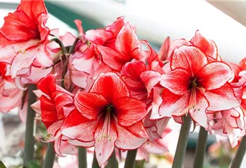 Amaryllis – pflanzen und pflegen im Haus