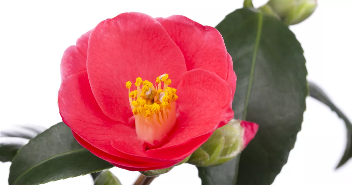 Camellia japonica, Japanische Kamelie - frux