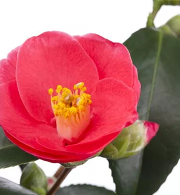 Camellia japonica