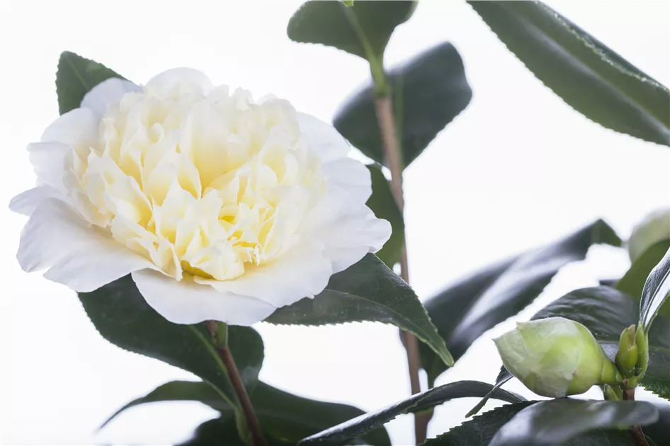 Camellia japonica, Japanische Kamelie - frux