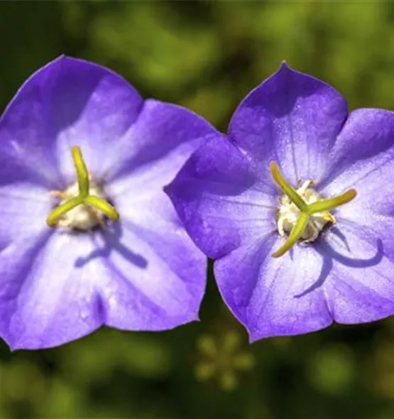 Campanula carpatica