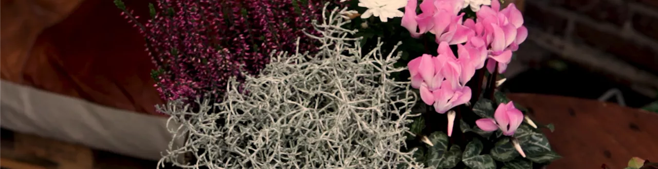 Blumenkübel – Herbstliche Bepflanzung