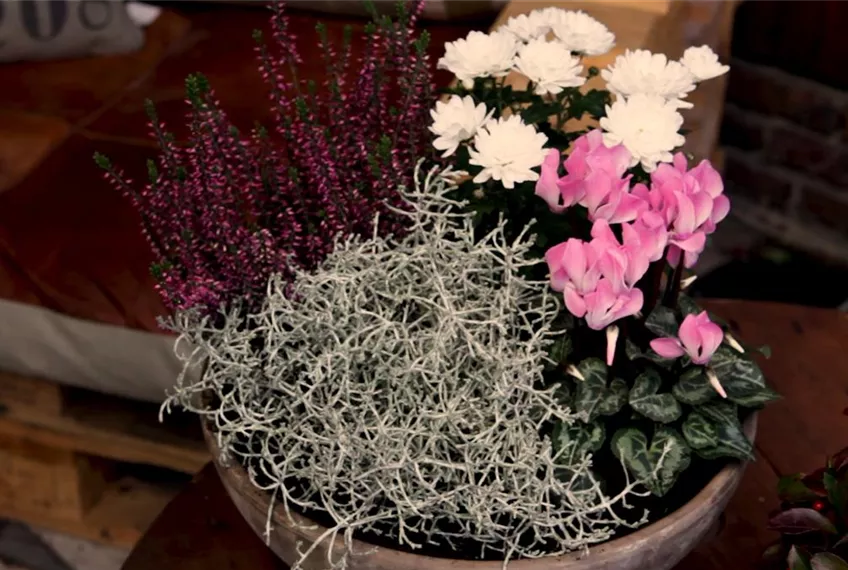 Blumenkübel – Herbstliche Bepflanzung