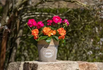 Begonien als blühende Akzente für Balkon und Garten