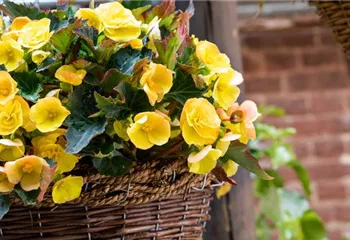 Begonien pflanzen und pflegeleichte Blüten bewundern