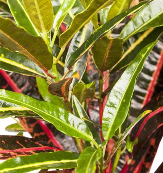 Codiaeum variegatum
