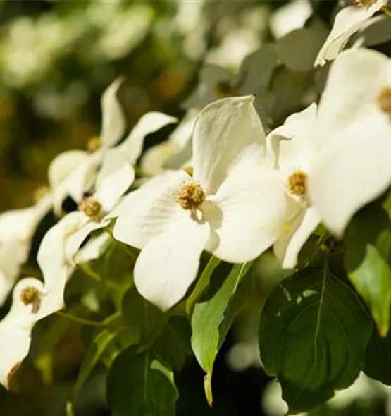 Cornus kousa chinensis