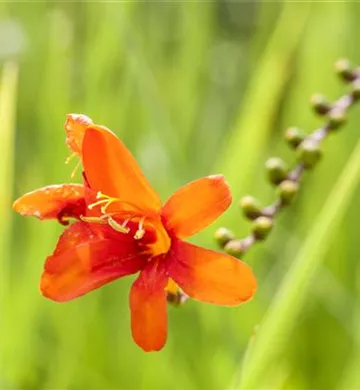 Crocosmia x crocosmiiflora