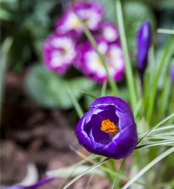 Crocus vernus