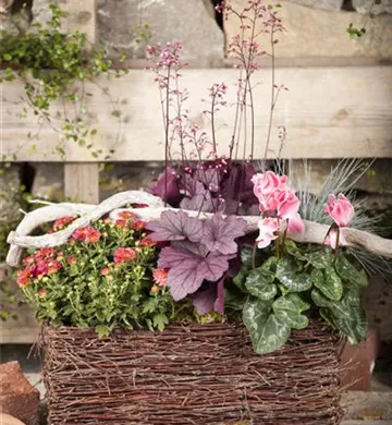 Cyclamen hederifolium
