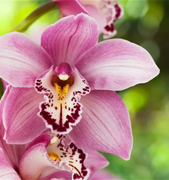 Cymbidium
