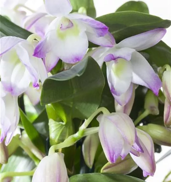 Dendrobium nobile