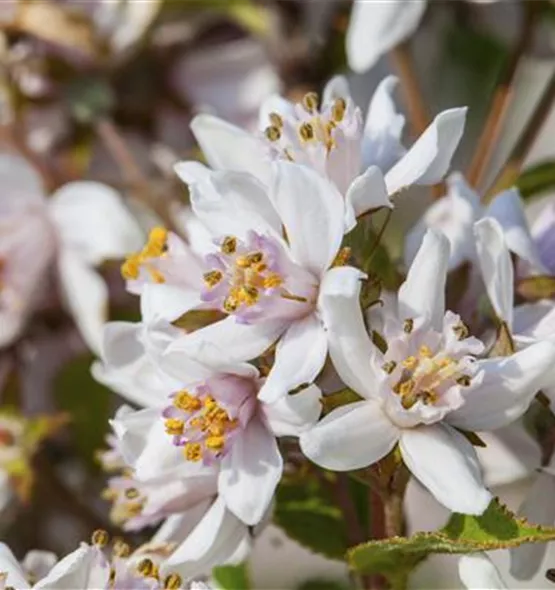 Deutzia x hybrida