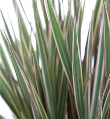 Dracaena marginata