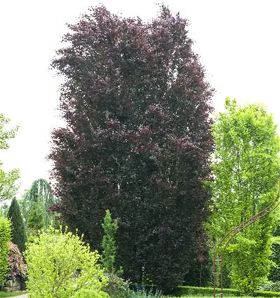 Fagus sylvatica