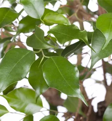 Ficus benjamina